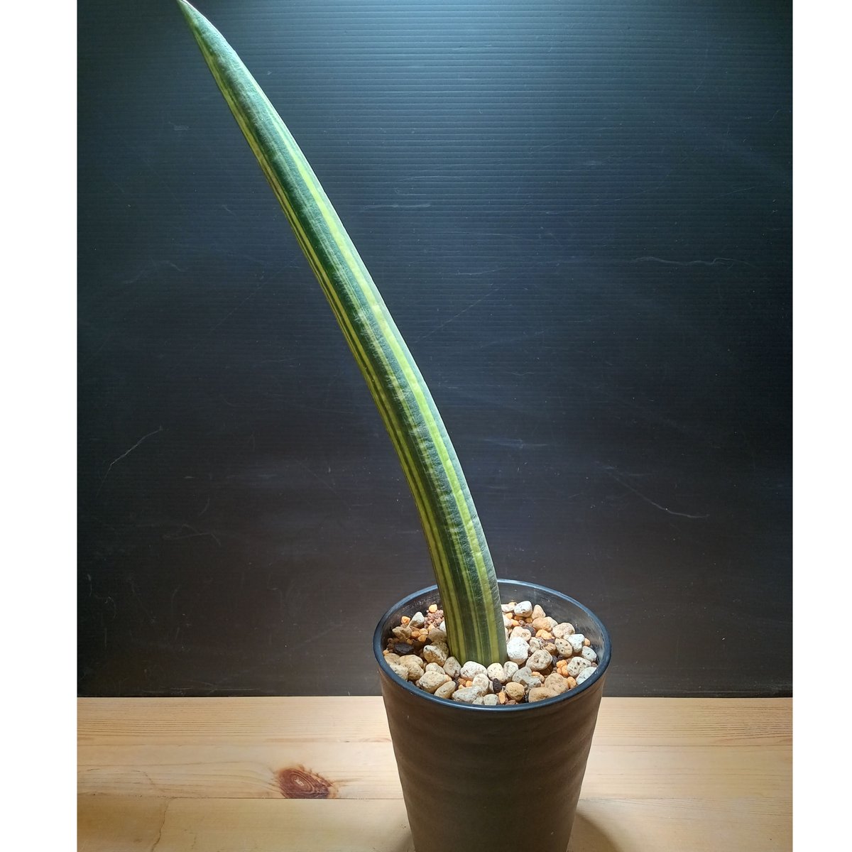 サンスベリア Sansevieria fischeri variegated fit=scale-down,w=1200