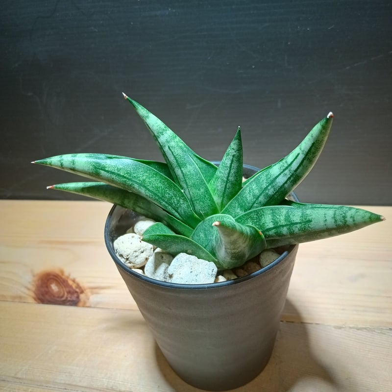 サンスベリア Sansevieria Mecufi Sansevieria Moose | satakeseikaten