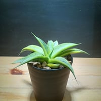 Sansevieria sp. Zululand | satakeseikaten