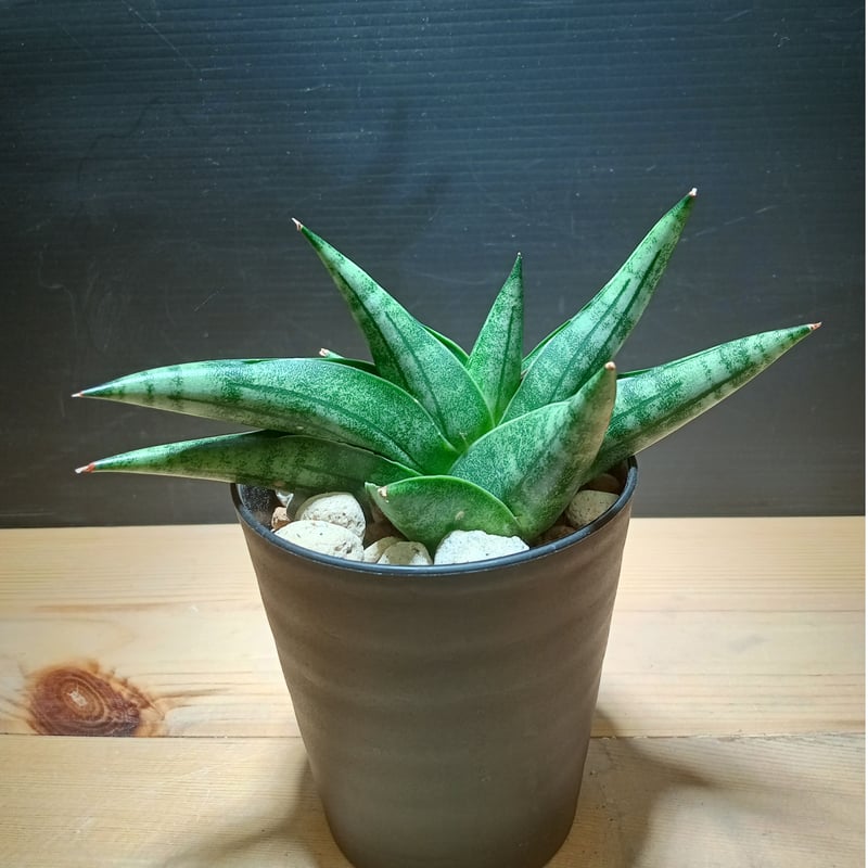 Sansevieria Moose | satakeseikaten
