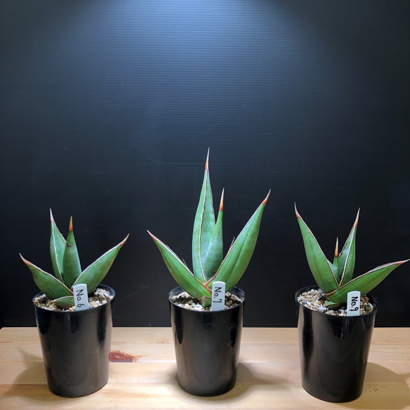 Sansevieria pinguicula | satakeseikaten