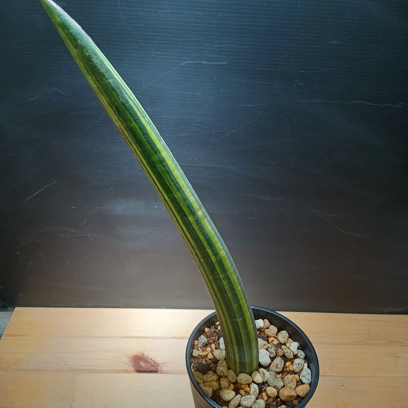 Sansevieria fischeri Variegata | satakeseikaten