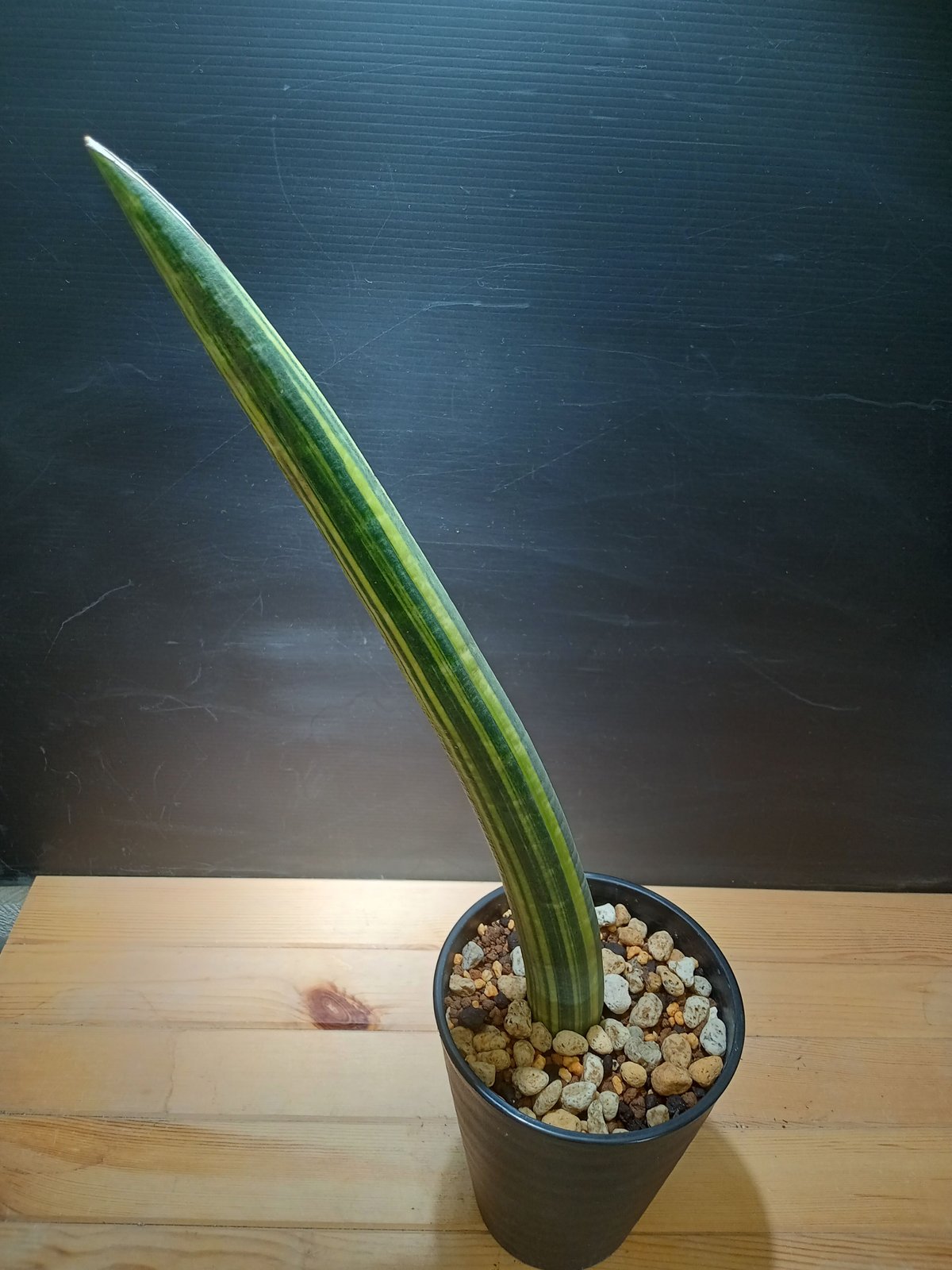 サンスベリア Sansevieria fischeri variegated Sansevieria fischeri Variegata | satakeseikaten