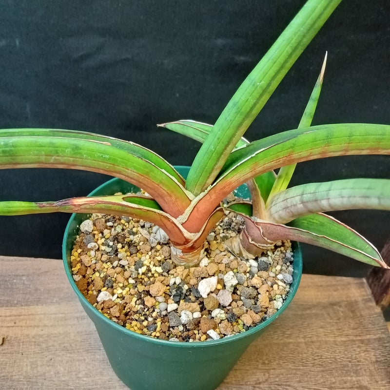 Sansevieria sp. Zululand | satakeseikaten