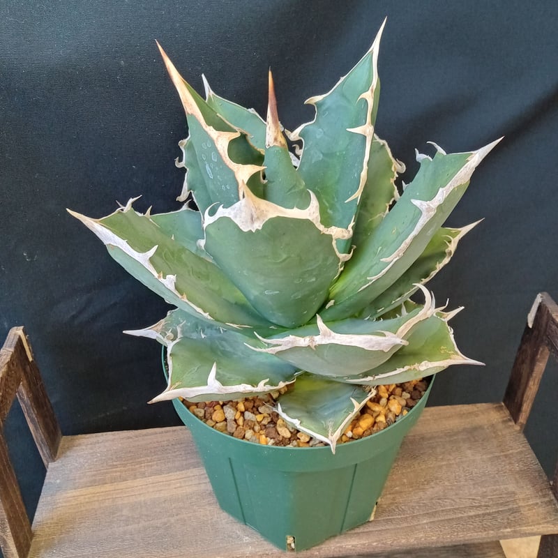 Agave titanota White Shark | satakeseikaten Agave titanota White Shark | satakeseikaten