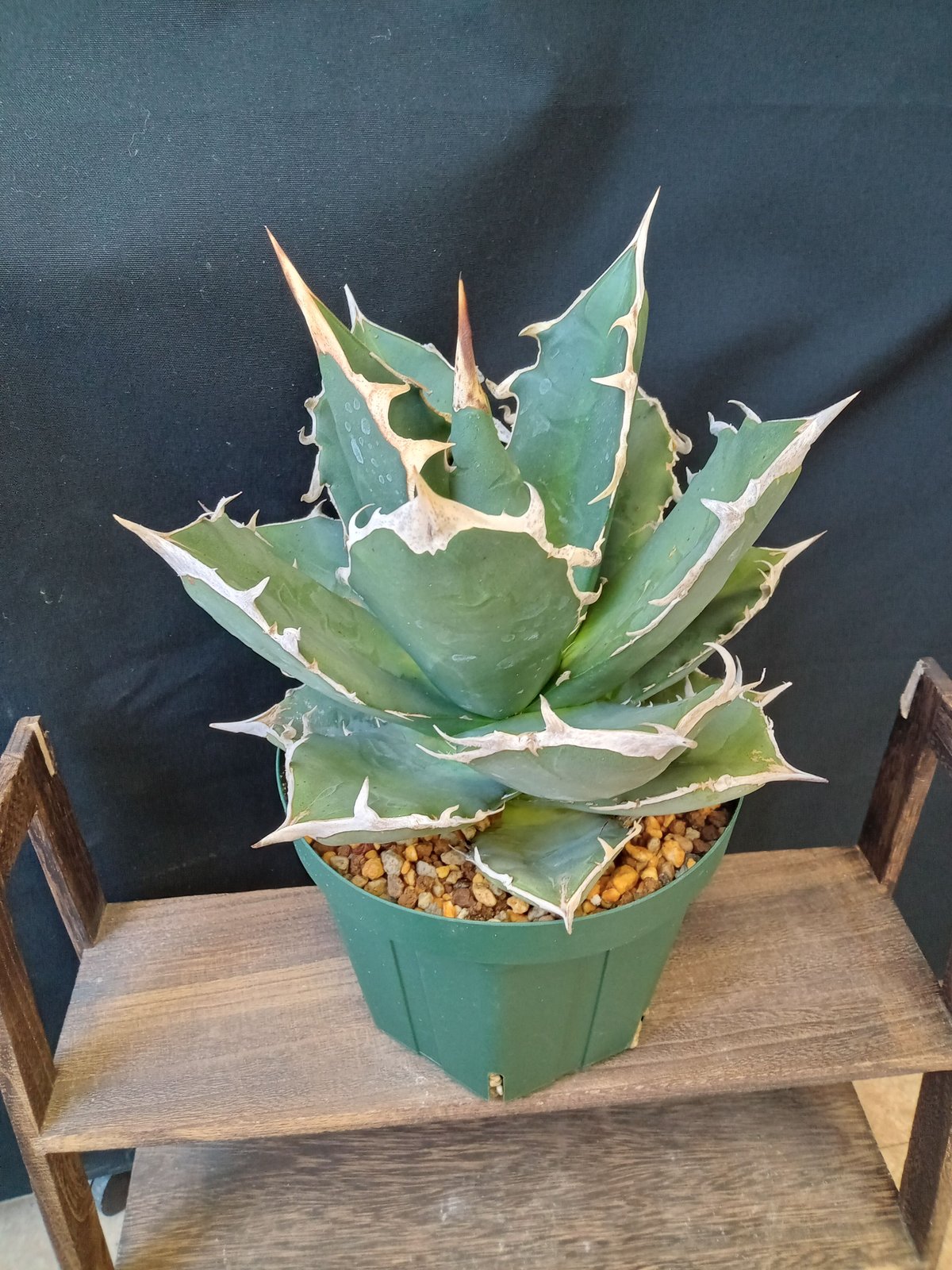 Agave titanota White Shark | satakeseikaten Agave titanota White Shark | satakeseikaten