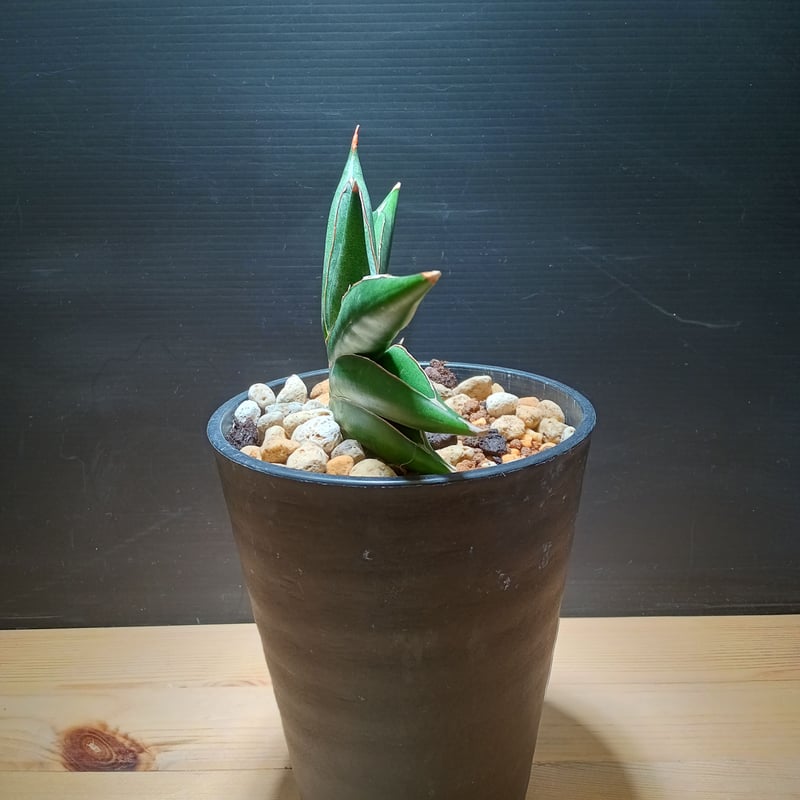サンスベリア Sansevieria Sandee B サンスベリア Sansevieria Sandee B Sansevieria Sawasdee