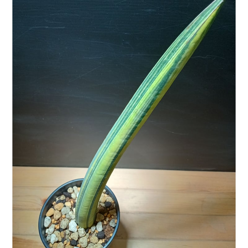 Sansevieria fischeri Variegata | satakeseikaten