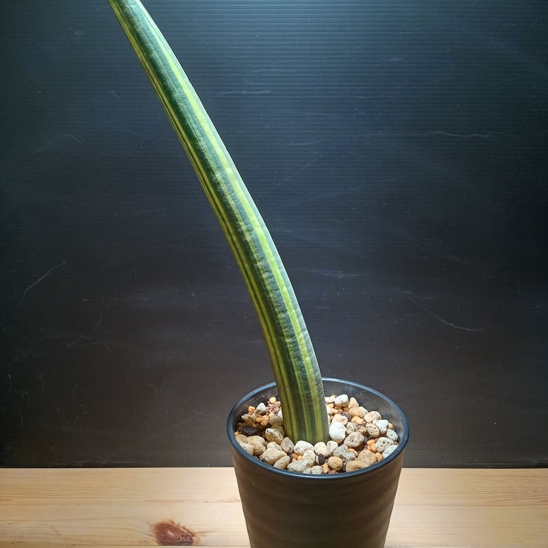 サンスベリア Sansevieria fischeri variegated Sansevieria fischeri Variegata | satakeseikaten