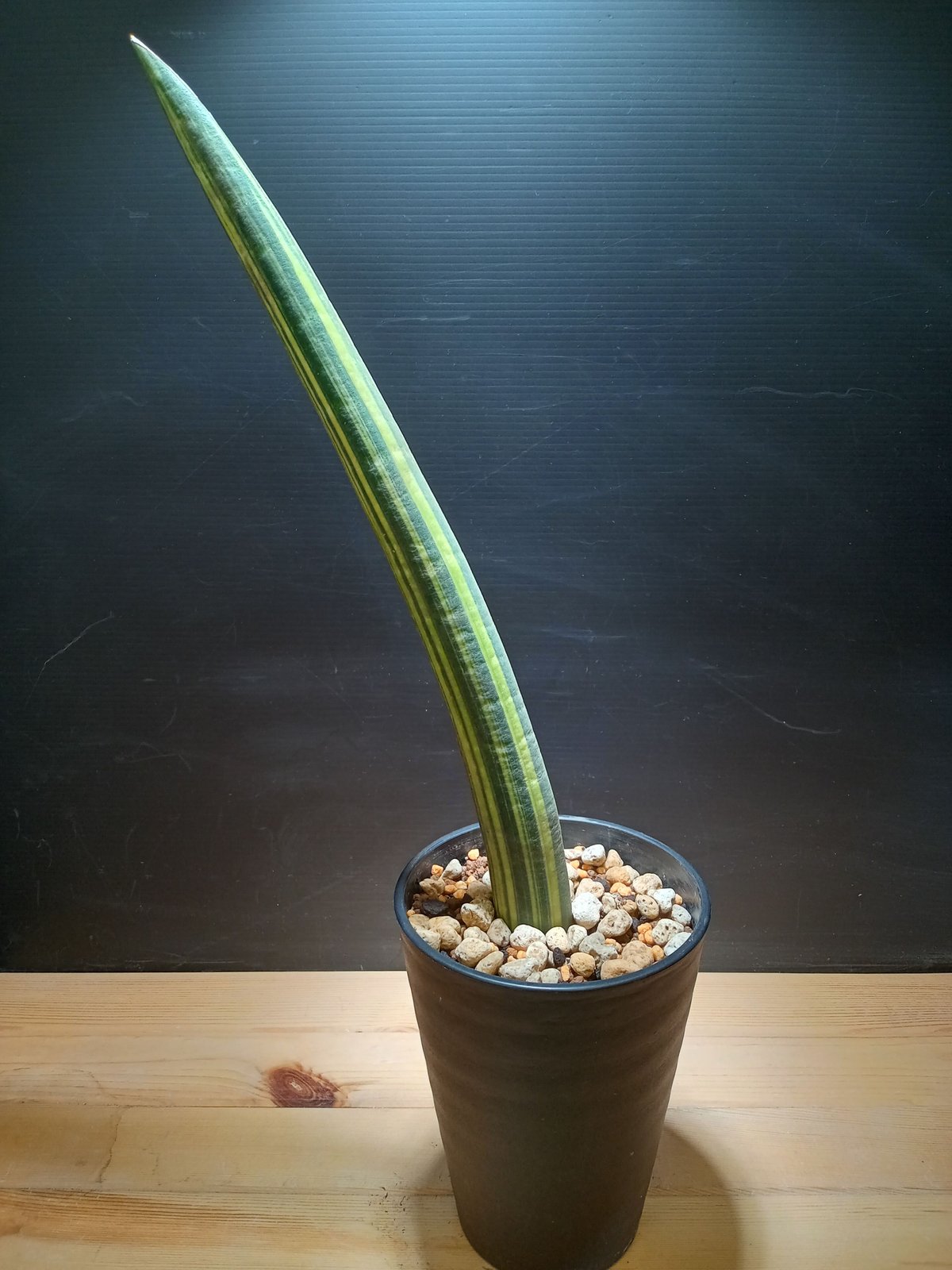 サンスベリア Sansevieria fischeri variegated Sansevieria fischeri Variegata | satakeseikaten
