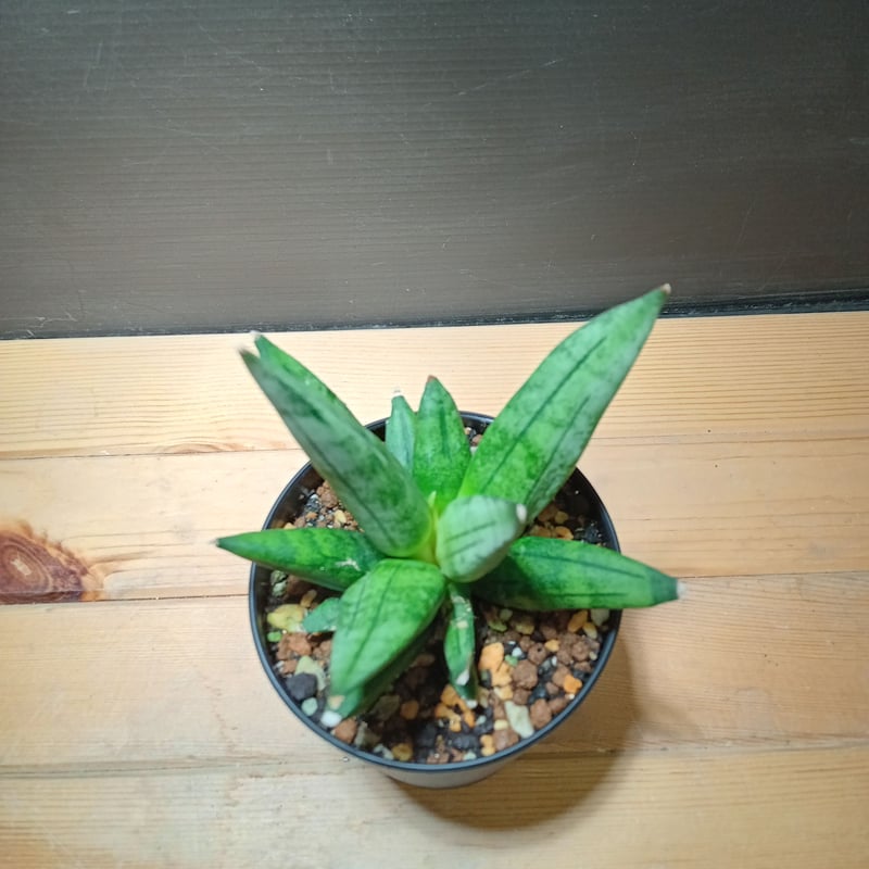 Sansevieria Hedgehog 2 | satakeseikaten