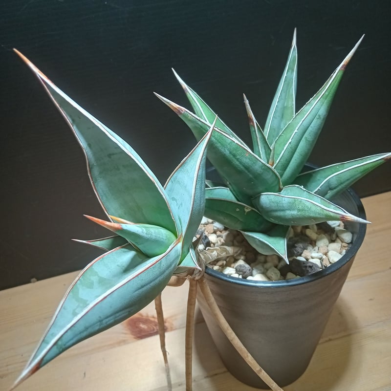 Sansevieria pinguicula | satakeseikaten
