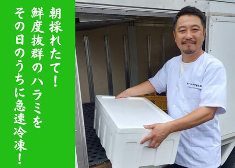 【7月分完売御礼】金ハラミのハラミニラキット 3人前セット（特製タレ・辛味付き / カット済み）※予定数がなくなり次第終了
