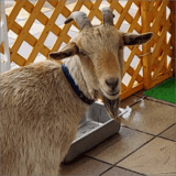 ピクニカストア
