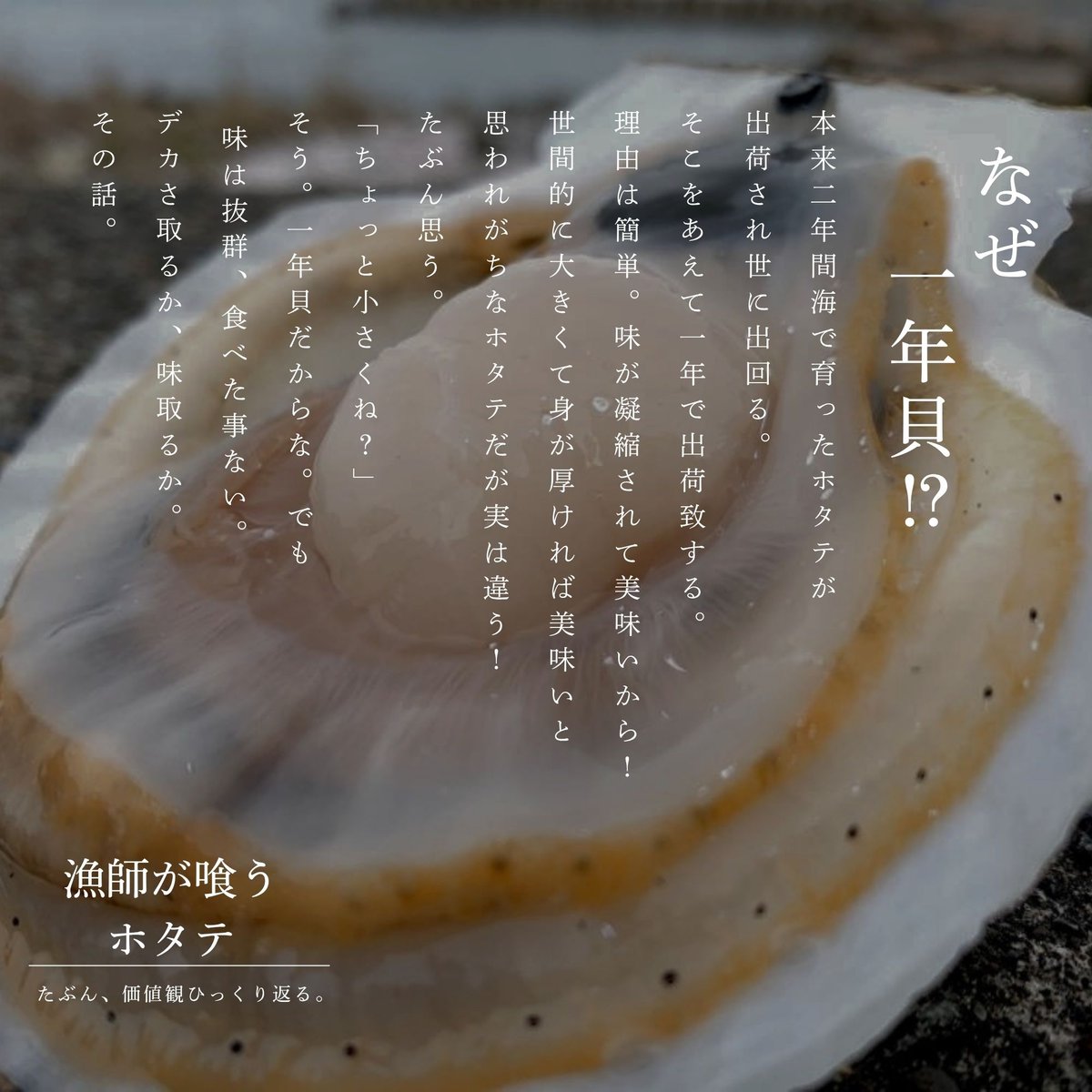 これが本物！漁師が喰うホタテ【1㎏】ヘラ付 | 山六水産