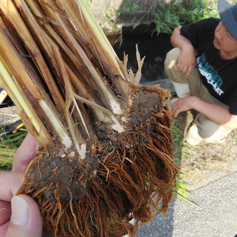 佐藤君の 雪 若 丸 精白米 3kg 山形県 | お米のふなくぼ