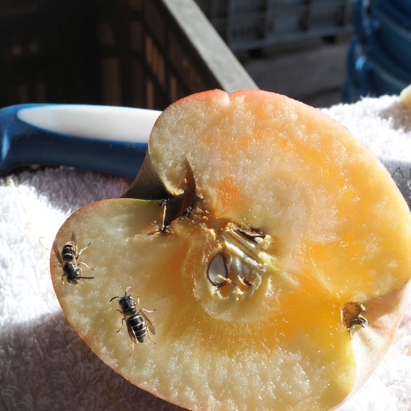 ふじ 5Kgx2箱 | 山幸農園オンラインストア