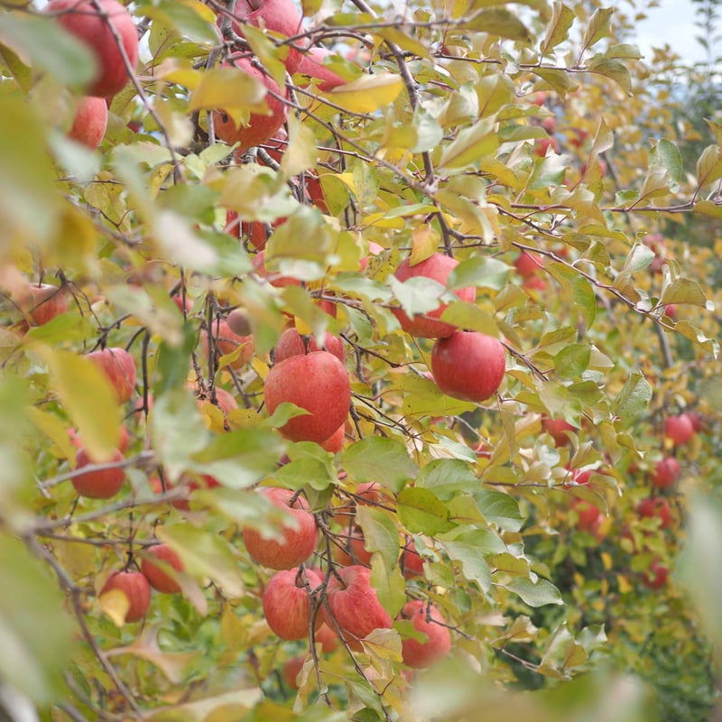 ふじ 5Kgx2箱 | 山幸農園オンラインストア
