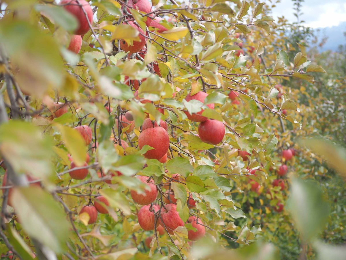 ふじ 5Kgx2箱 | 山幸農園オンラインストア
