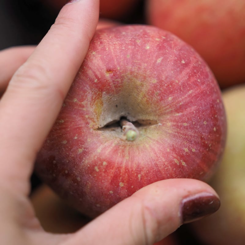 ふじ 5Kgx2箱 | 山幸農園オンラインストア