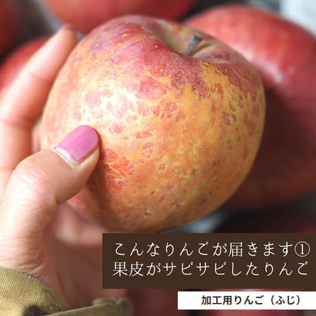 加工用のわけありんご 5Kg