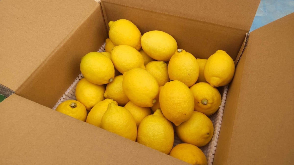 レモン果実(10kg) citrusfarms たてみち屋