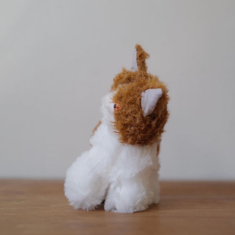 茶ハチワレエキゾチックショートヘア | さて