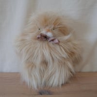 ぺったんこ　長毛猫