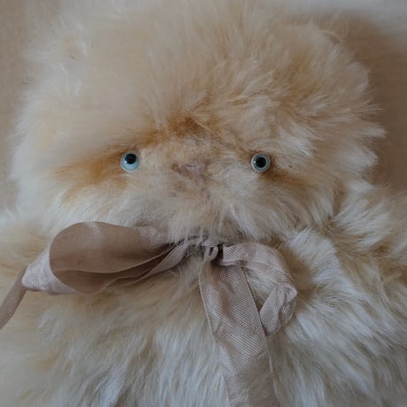 ぺったんこ　鼻ぺちゃ猫ちゃん