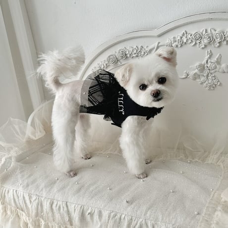 【予約商品】 Present harness