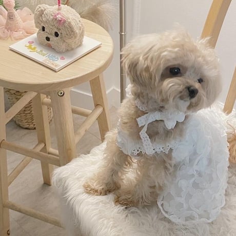 【予約商品】birthday dress