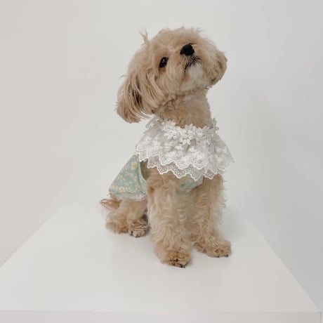 【予約商品】Garden cape