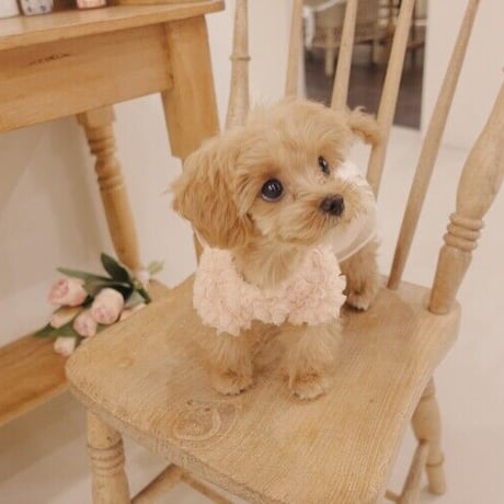 【予約商品】Rose dress