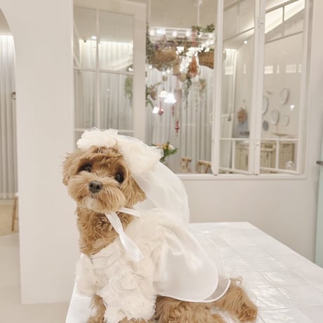 【予約商品】Birthday dress season2