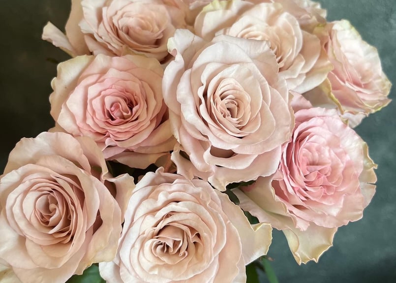 バラ「クリスタルドレス」10本入り | tige-fleuriste