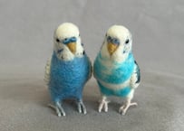 約1/2サイズセキセイインコ✖️2