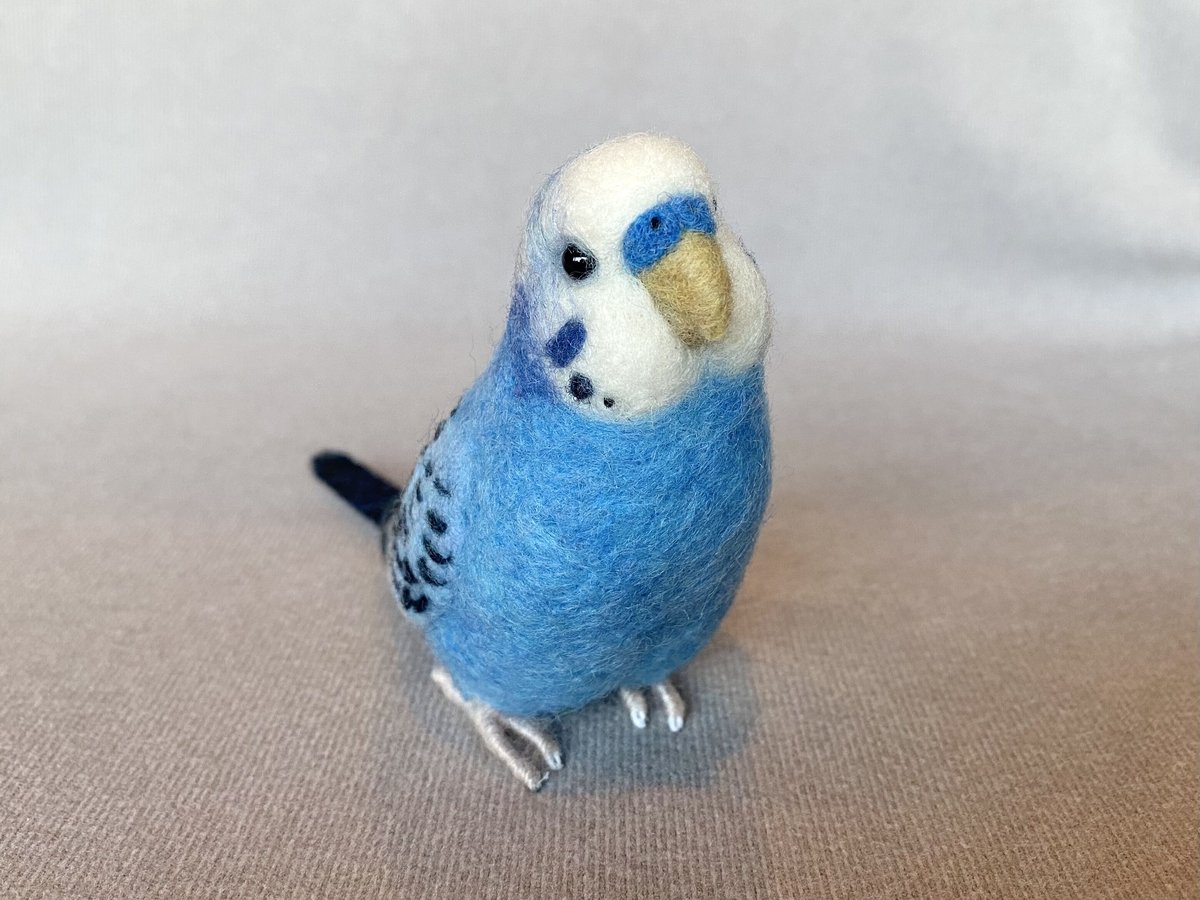 セキセイインコ　a⑥ セキセイインコ a⑥ 沢山居るようなインコ＼(◎o◎)／！ | 千葉