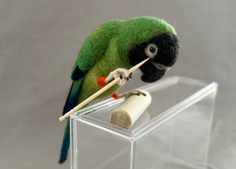 約1/2サイズ中型&パーチインコ クロカミインコ