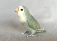 約1/2サイズコザクラインコ