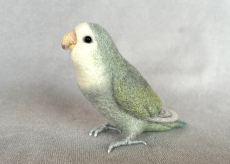 約1/2サイズコザクラインコ