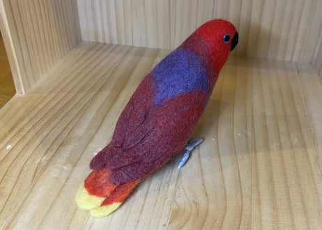 お客様専用ハルマヘラオオハナインコ＋アカエリゴシキセイガイインコ