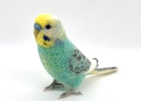 お客様専用約1/2サイズセキセイインコ