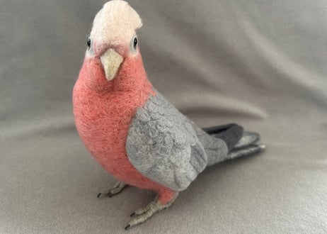 約1/2サイズ大型モモイロインコ