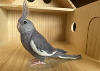 お客様専用約1/2サイズ&ガラスドームオカメインコ