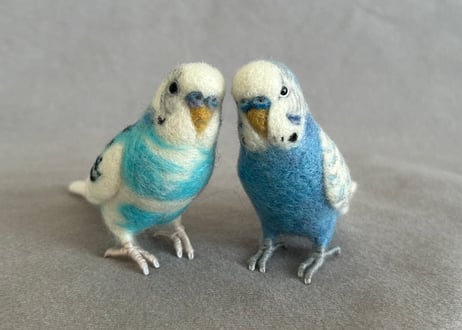 約1/2サイズセキセイインコ✖️2