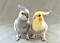 約1／2サイズオカメインコ