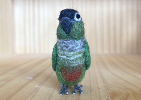 お客様専用ピーナッツウロコインコ
