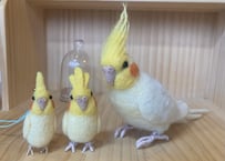 お客様専用約1/2,ガラスドーム,ピーナッツオカメインコルチノー