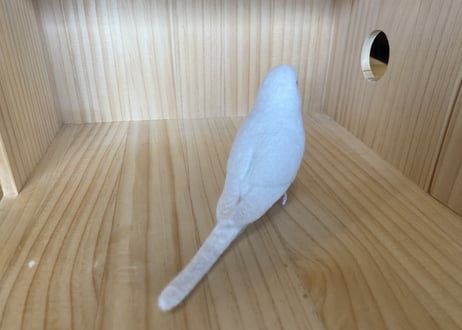お客様専用セキセイインコ