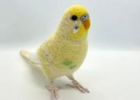 お客様専用セキセイインコリアルサイズ&おすわり